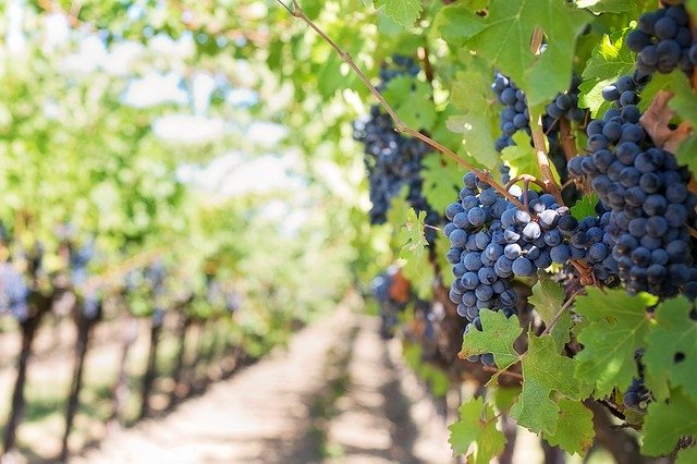 Los vinos de la bodega